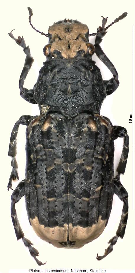platyrhinus_resinosus_hab.jpg