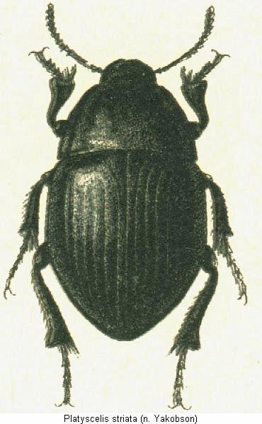 platyscelis_striata_hab.jpg