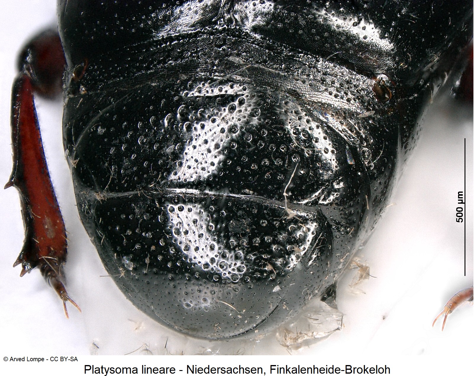 platysoma_lineare_ck36066467_pyg.jpg