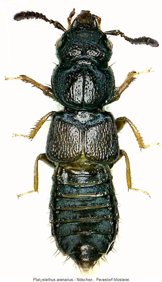 platystethus_arenarius_hab.jpg