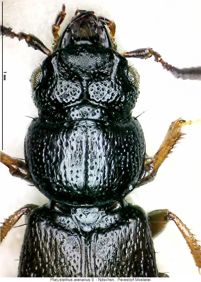 platystethus_arenarius_vk.jpg