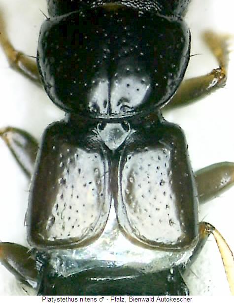 platystethus_nitensfld.jpg