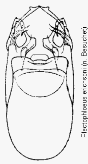 plectophloeus_erichsoni.gif