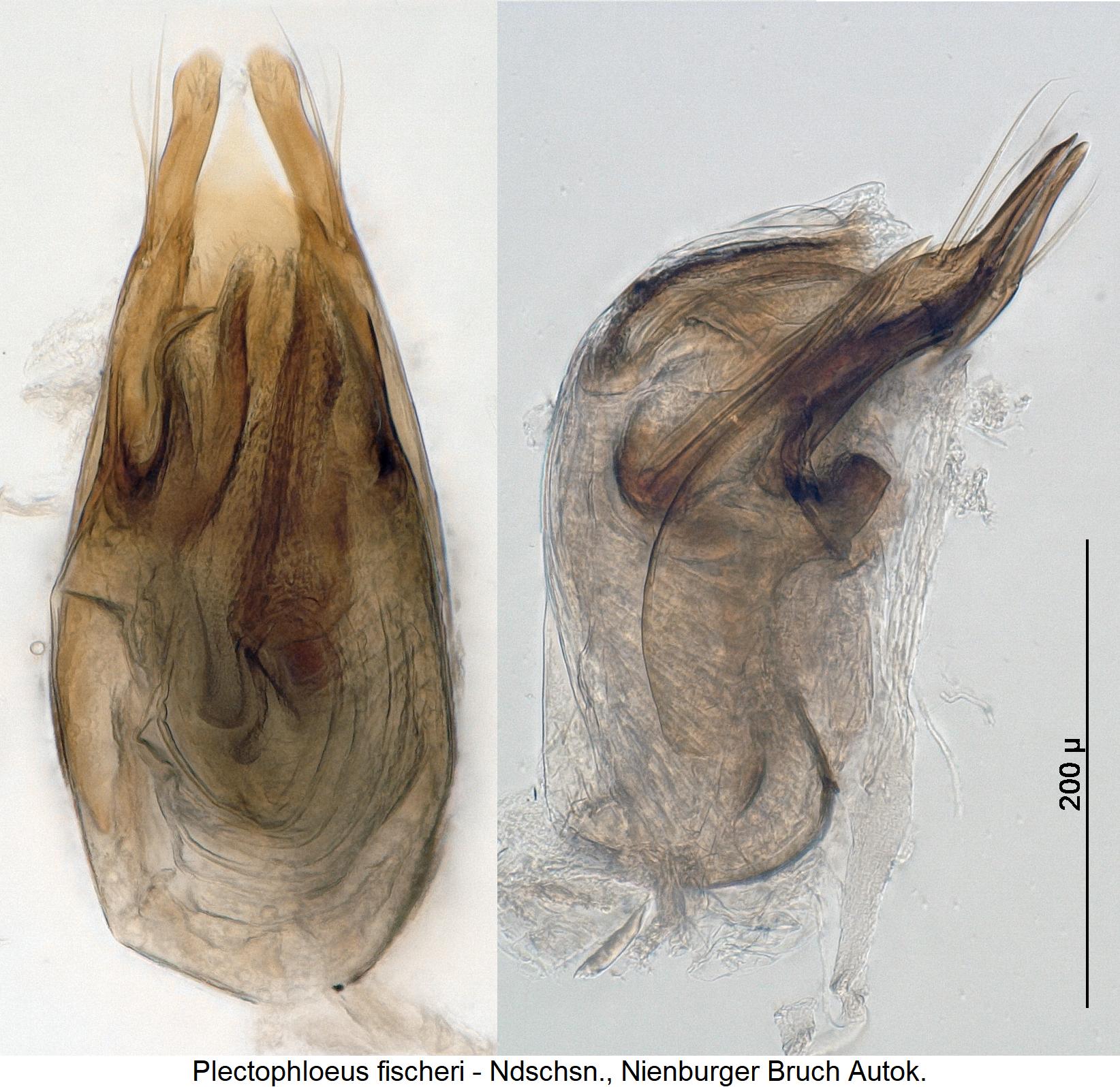 plectophloeus_fischeri1.jpg