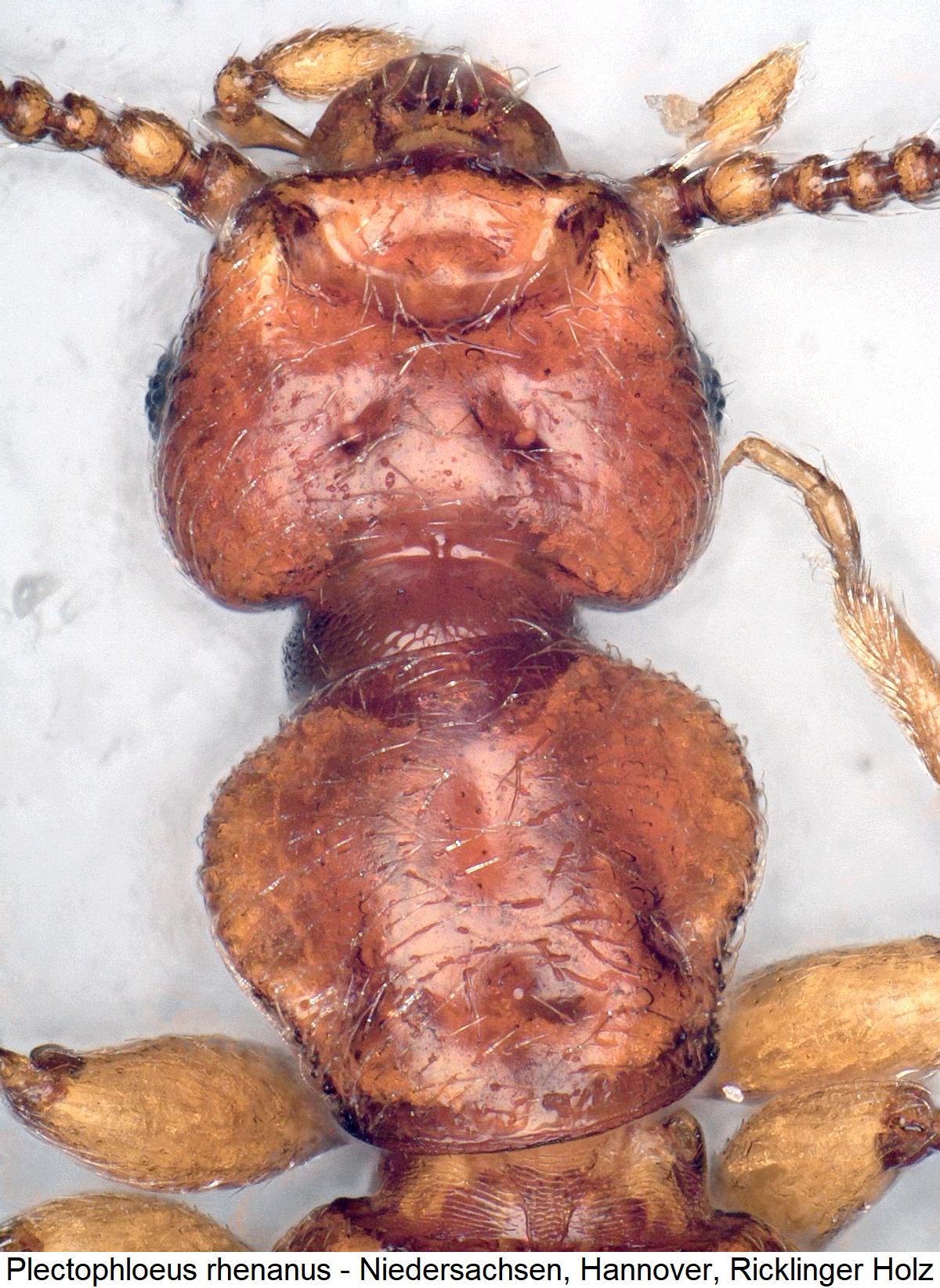 plectophloeus_rhenanus_k1.jpg