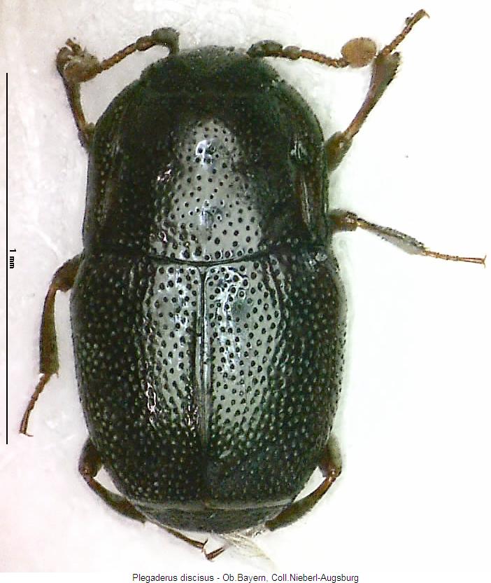 plegaderus_discisus_hab.jpg