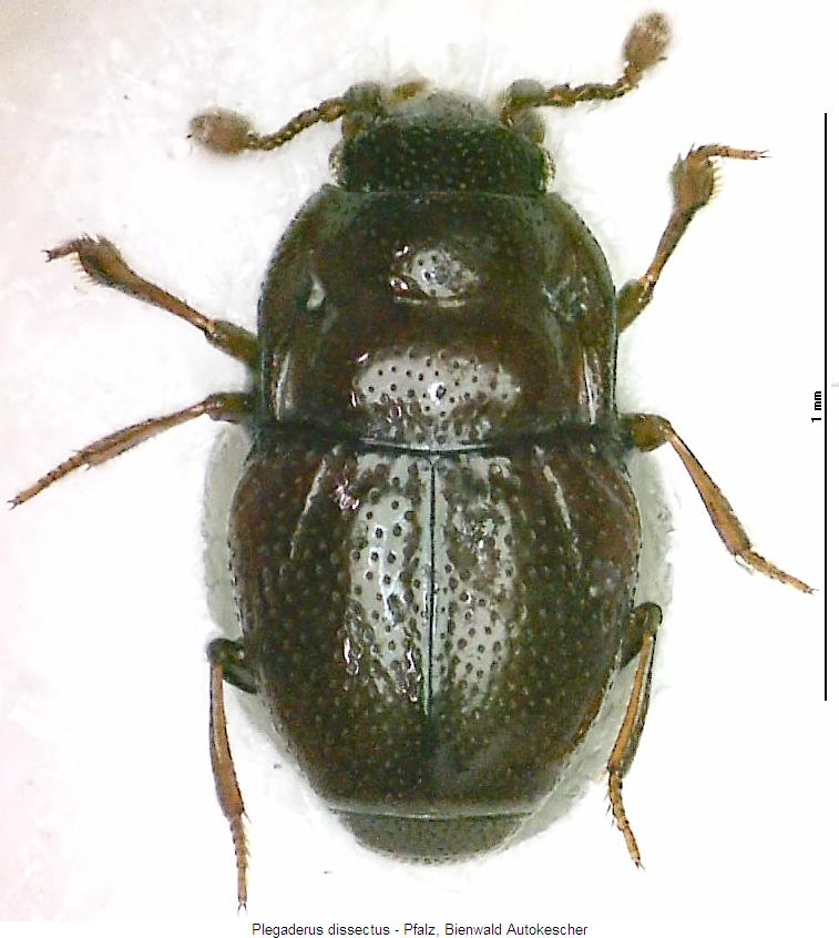 plegaderus_dissectus_hab.jpg