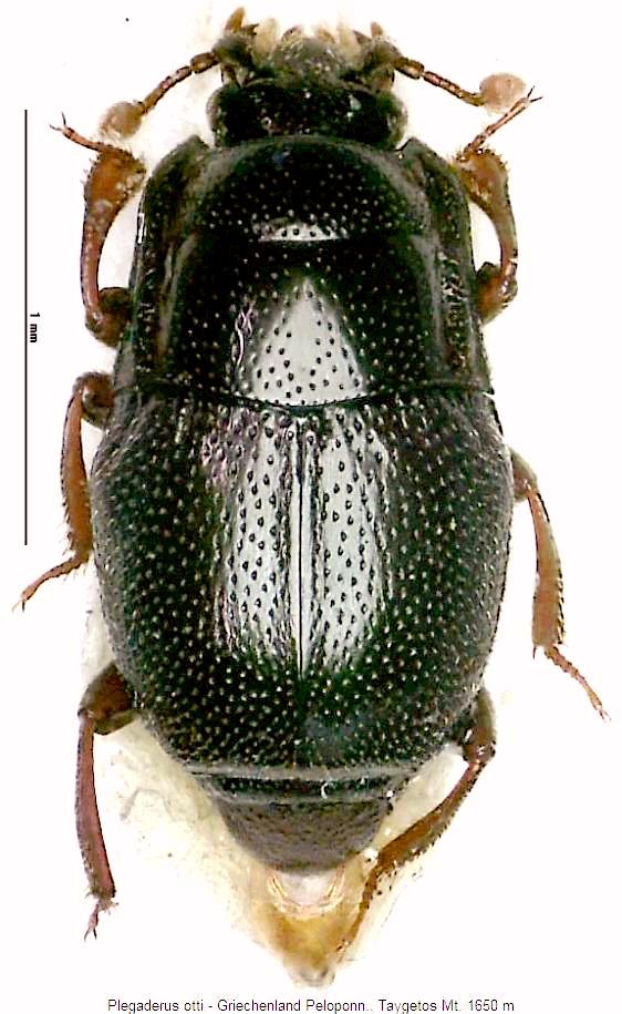 plegaderus_otti_hab.jpg
