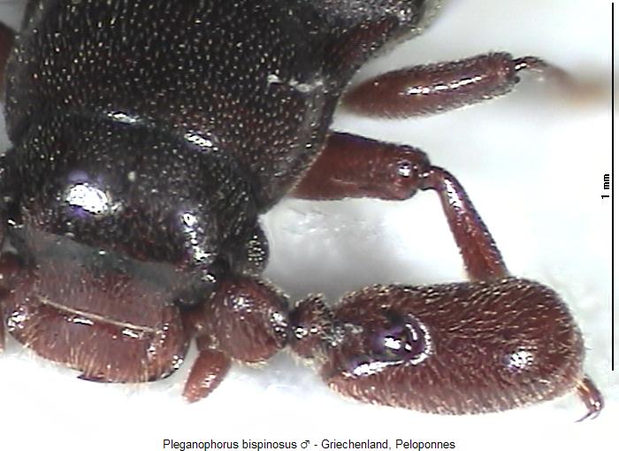 pleganophorus_bispinosus_vk.jpg