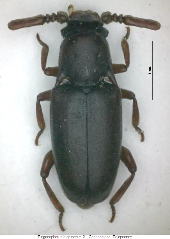 pleganophorus_bispinosus_w_hab.jpg