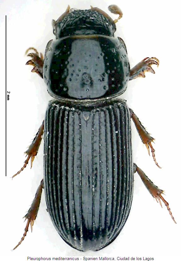 pleurophorus_mediterranicus_hab.jpg