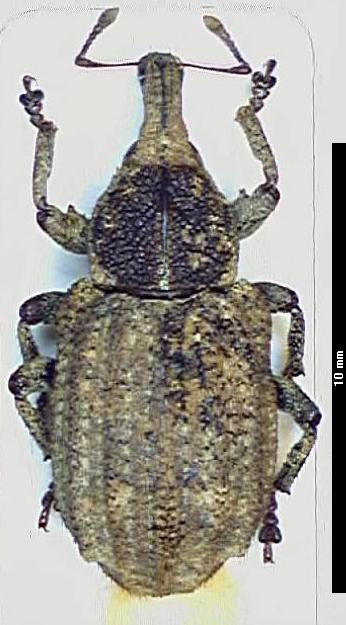 plinthus_griseus_hab.jpg