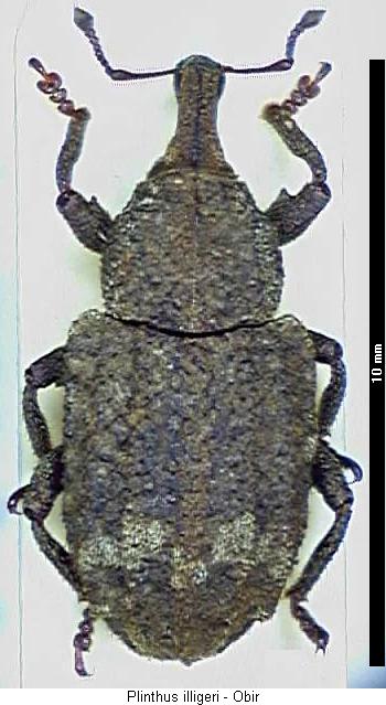 plinthus_illigeri_hab.jpg