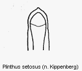 plinthus_setosus.gif