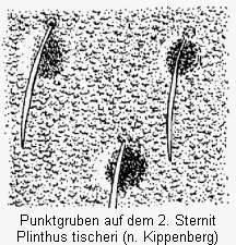 plinthus_tischeri_sternit.gif