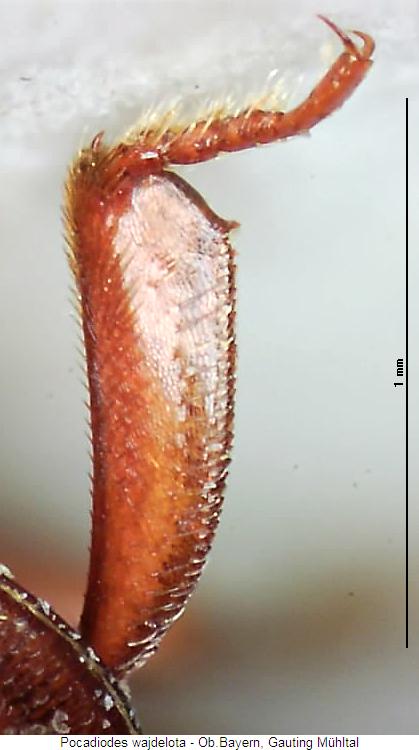pocadiodes_wajdelota_vschn.jpg