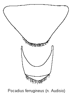 pocadius_ferrugineus_pyg.gif