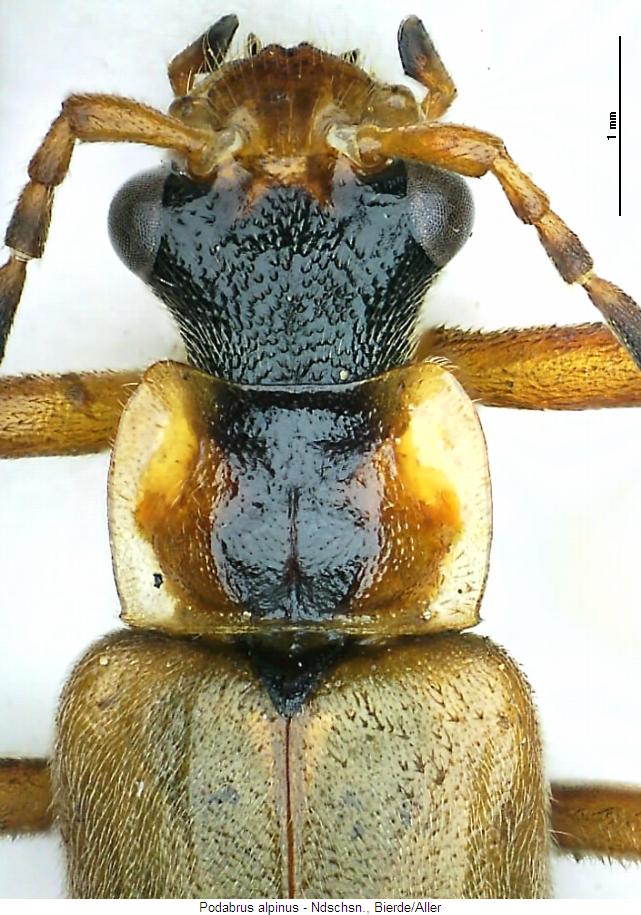 podabrus_alpinus_vk.jpg