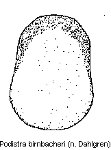 podistra_birnbacheri.gif