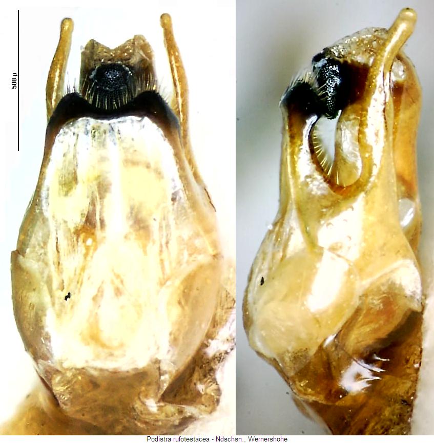 podistra_rufotestacea.jpg