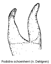 podistra_schoenherri_sa.gif