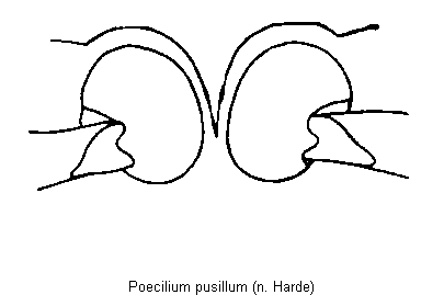 poecilium_pusillum_mbr.gif