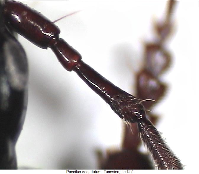 poecilus_coarctatus_f.jpg