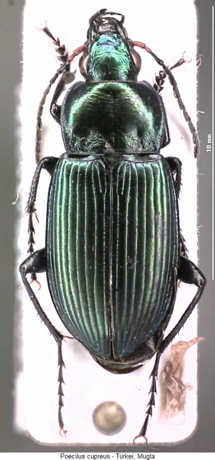 poecilus_cupreus_hab.jpg