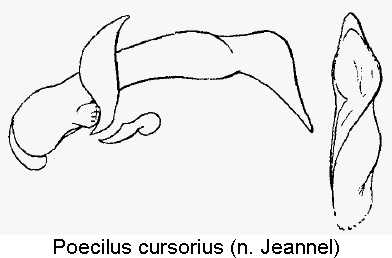 poecilus_cursorius.gif