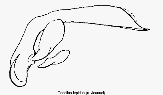 poecilus_lepidus.gif