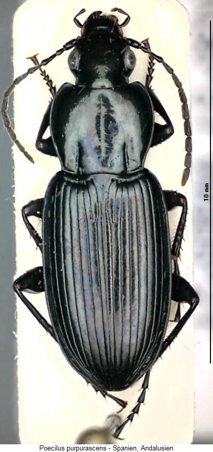 poecilus_purpurascens_hab.jpg