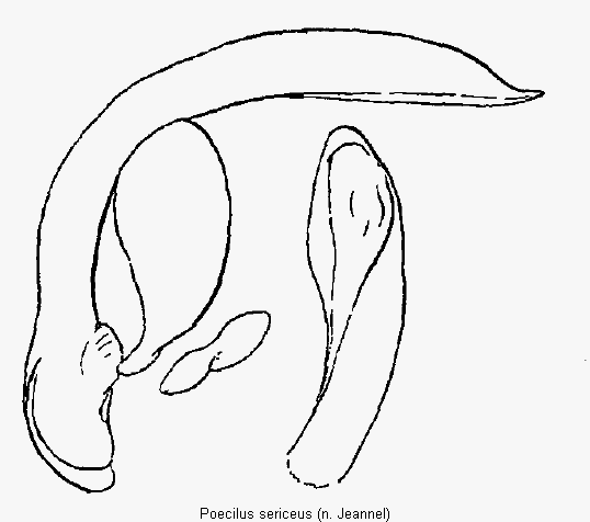 poecilus_sericeus.gif