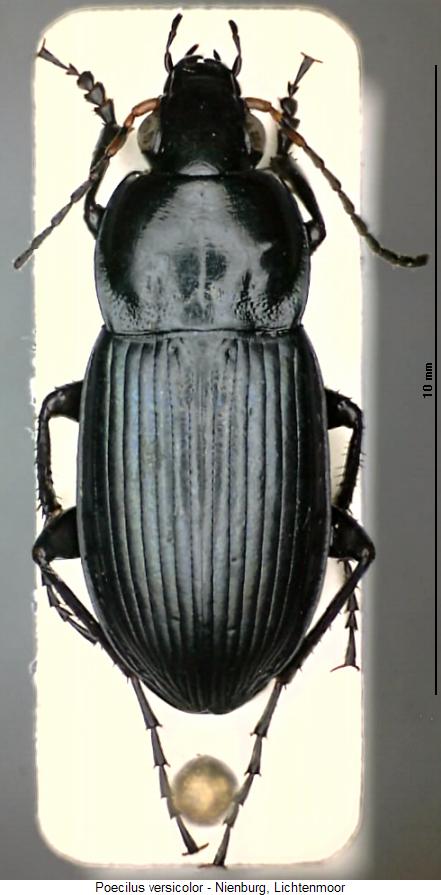 poecilus_versicolor_hab.jpg