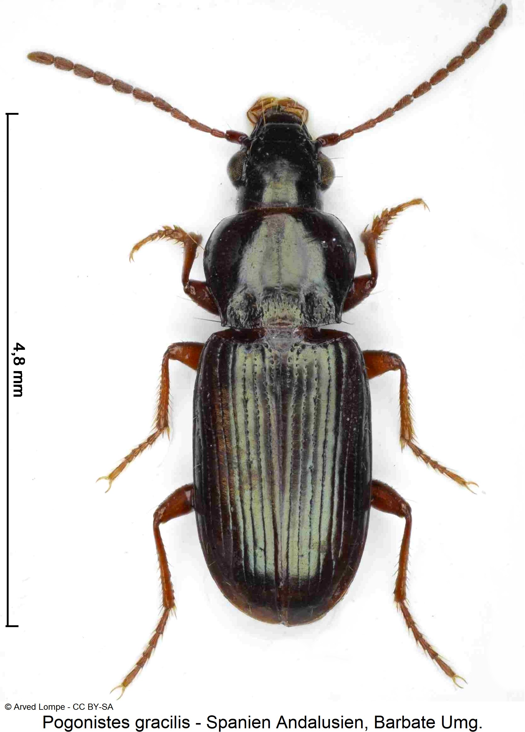 pogonistes_gracilis_ck31234545_hab-2.jpg