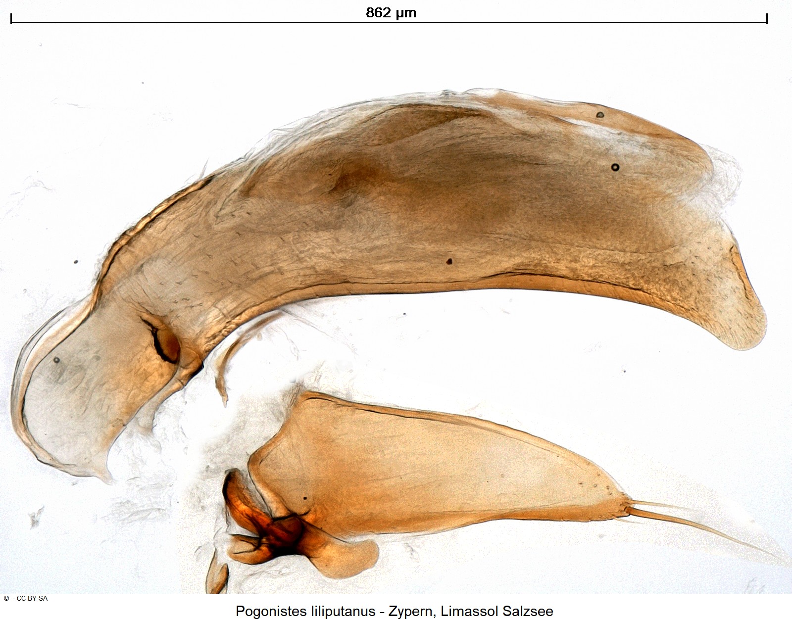 pogonistes_liliputanus_ck30821442-1.jpg