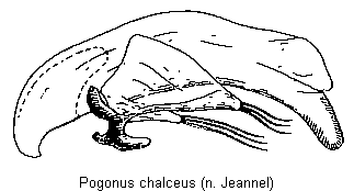pogonus_chalceus.gif