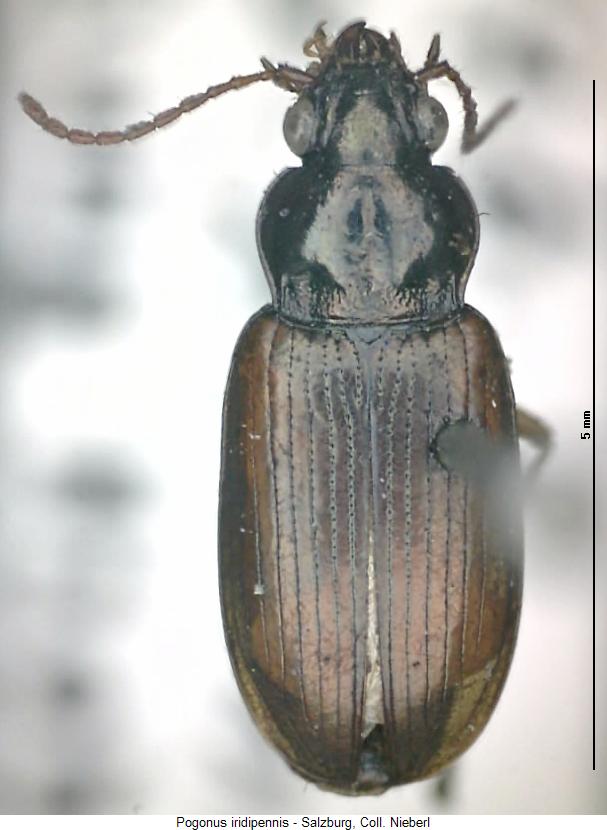 pogonus_iridipennis_hab.jpg