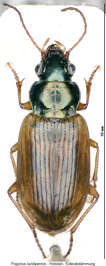 pogonus_luridipennis_hab.jpg