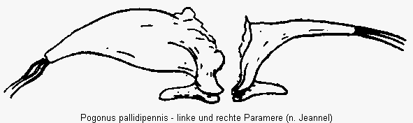 pogonus_pallidipennis_pm.gif