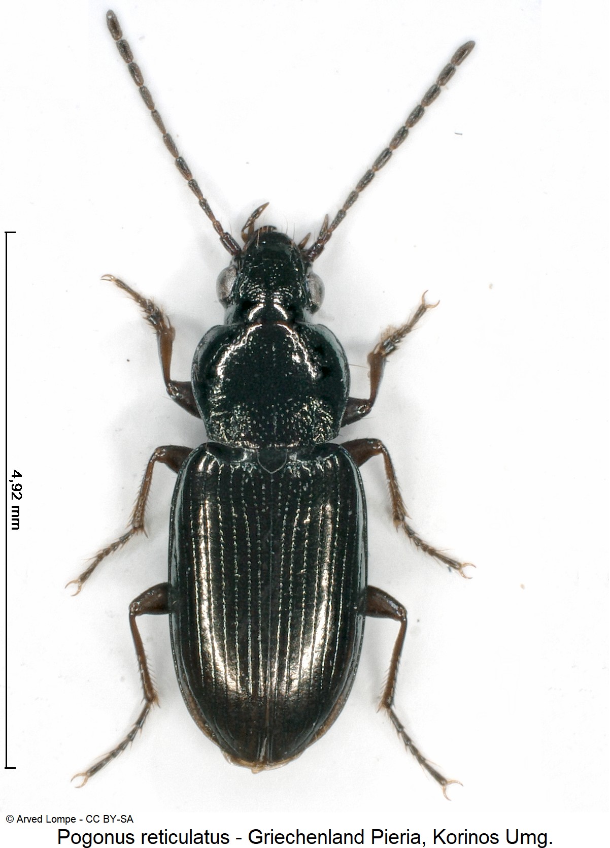 pogonus_reticulatus_ck31029804_hab-1.jpg