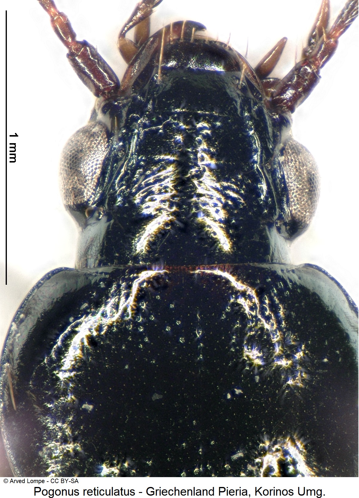 pogonus_reticulatus_ck31029804_k.jpg