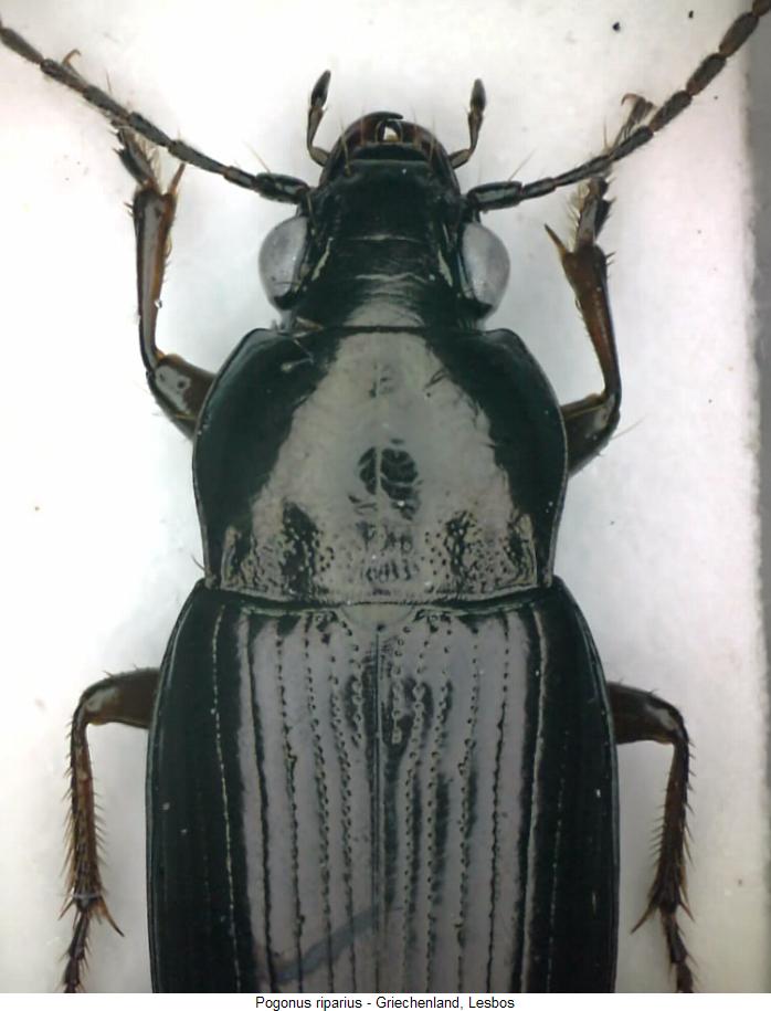 pogonus_riparius_vk.jpg
