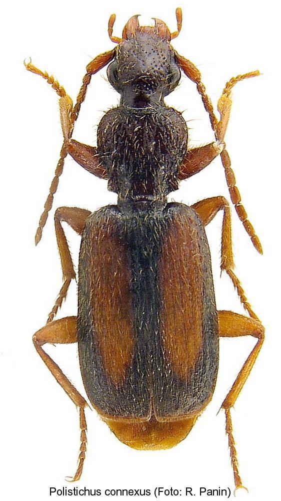polistichus_connexus.jpg