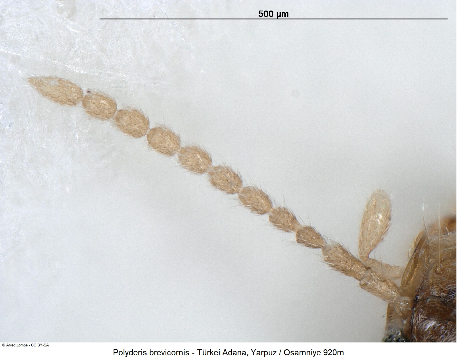 polyderis_brevicornis_ck19150_f.jpg