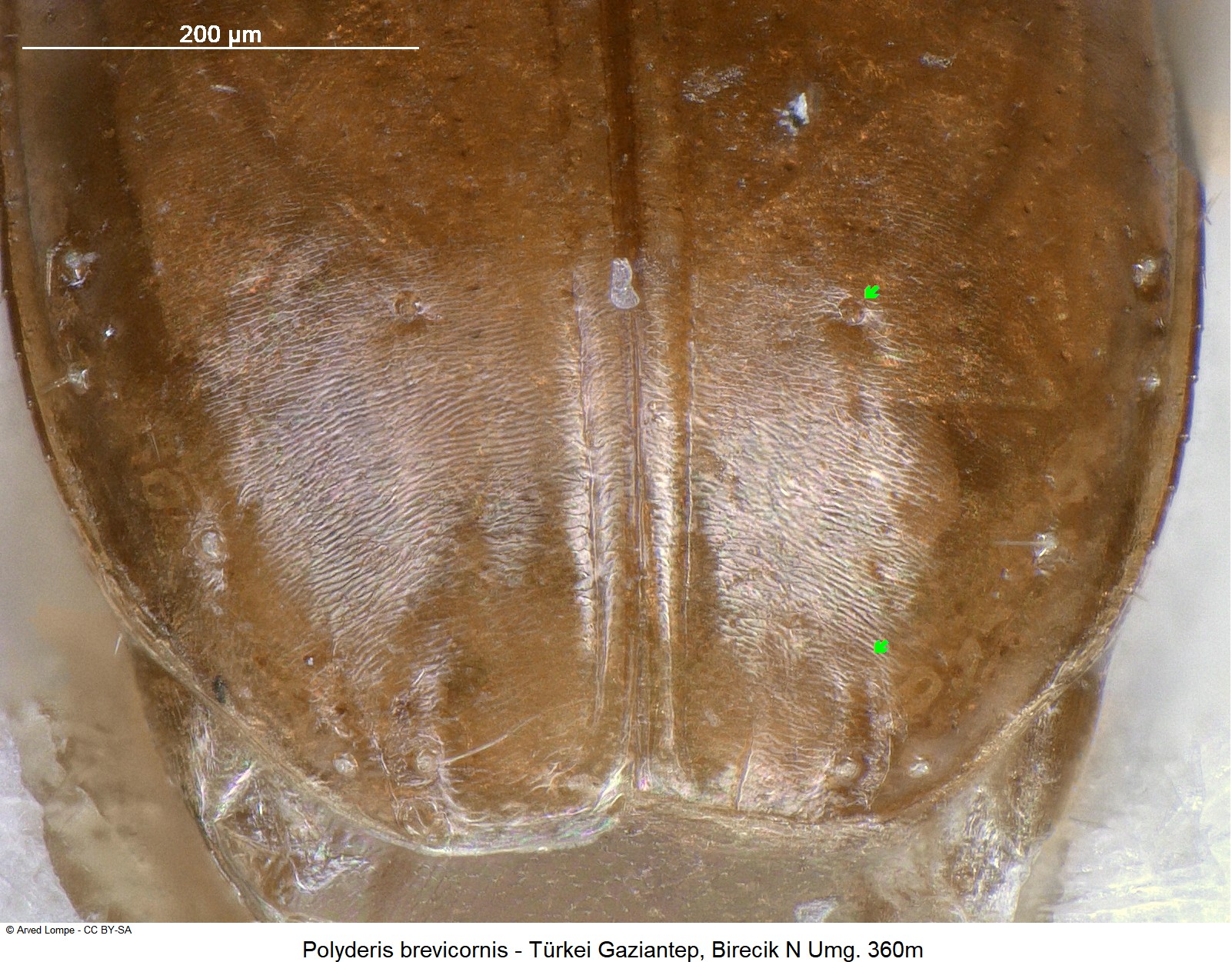 polyderis_brevicornis_ck19198_dec-1.jpg