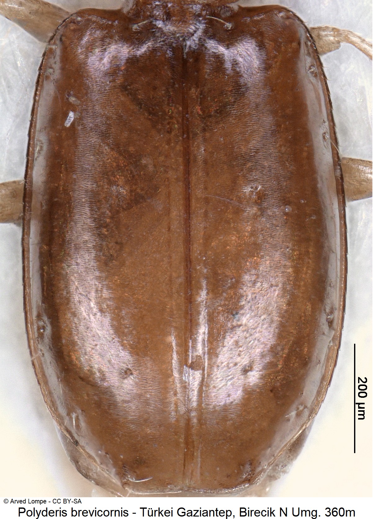 polyderis_brevicornis_ck19198_fld.jpg