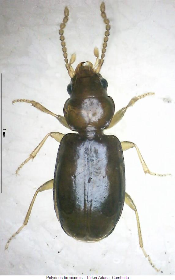 polyderis_brevicornis_hab.jpg