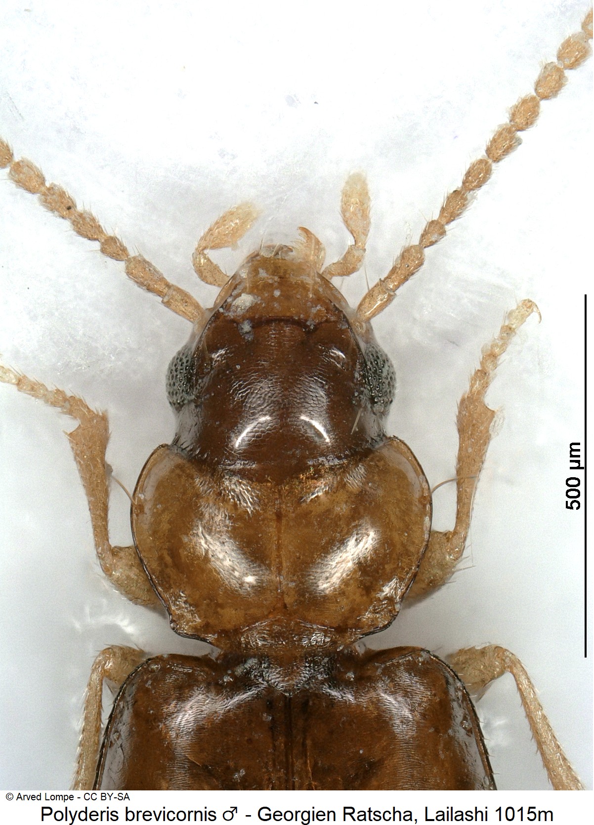 polyderis_brevicornis_m_ck16997700_vk.jpg
