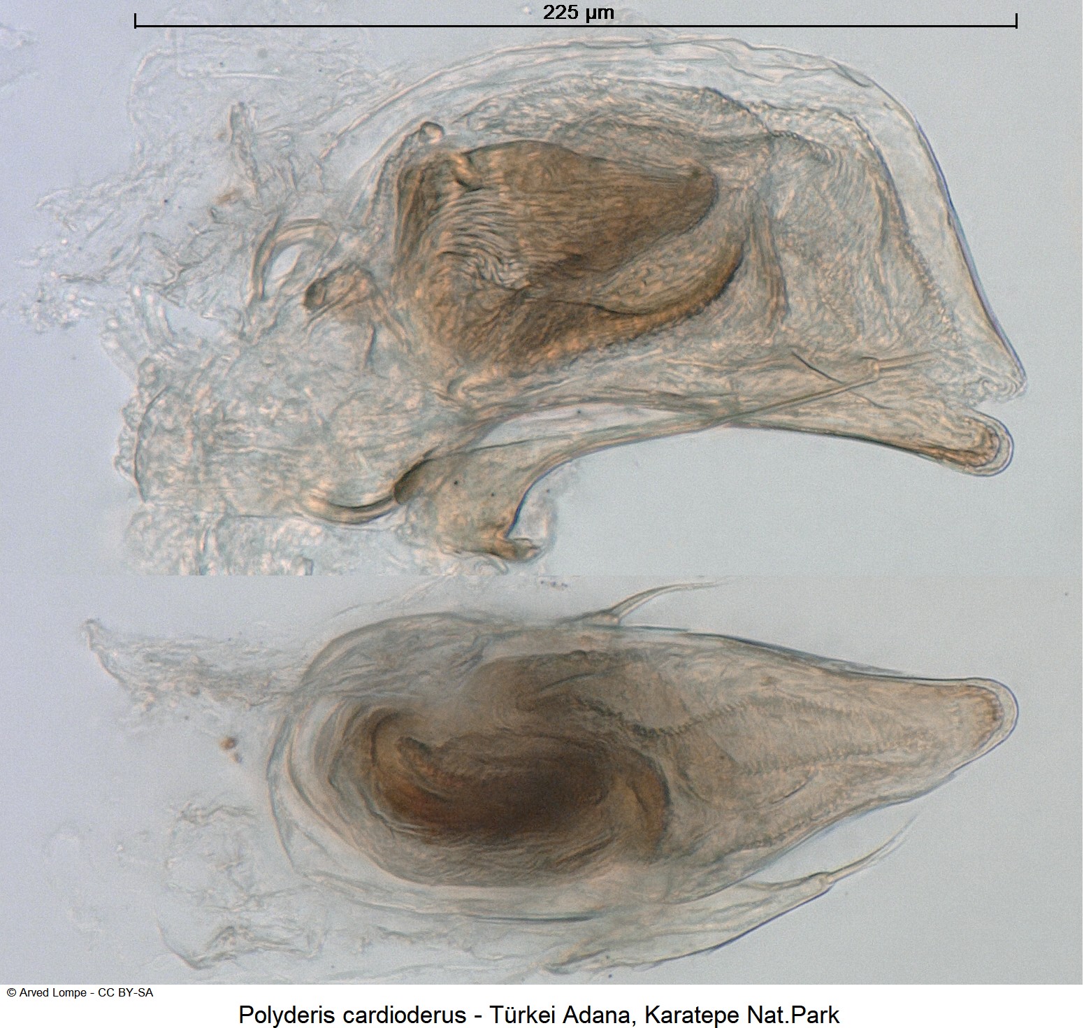 polyderis_cardioderus_ck18692.jpg
