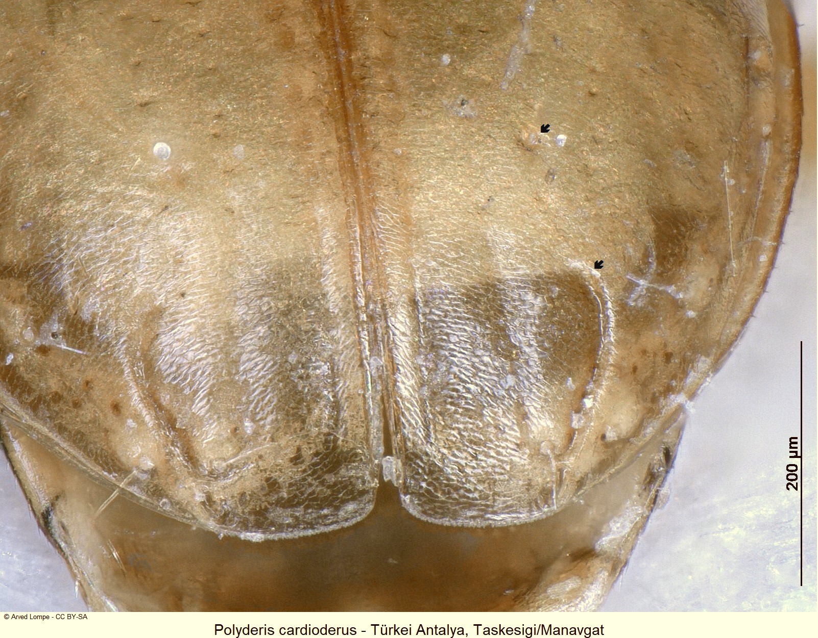 polyderis_cardioderus_ck34093095_dec.jpg
